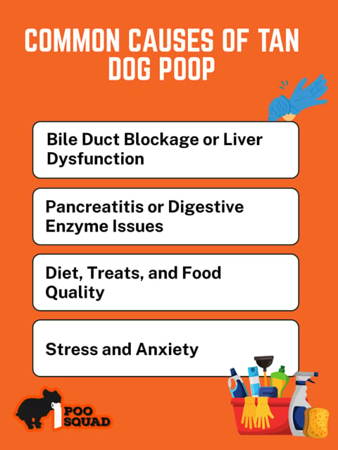 Common Causes of Tan Dog Poop