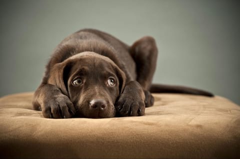 How to Calm Your Dog During Fireworks