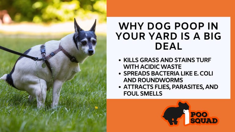 Why Dog Poop in Your Yard Is a Serious Problem