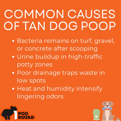 Why Your Yard Still Smells Like Dog Poop (Even After Cleanup)