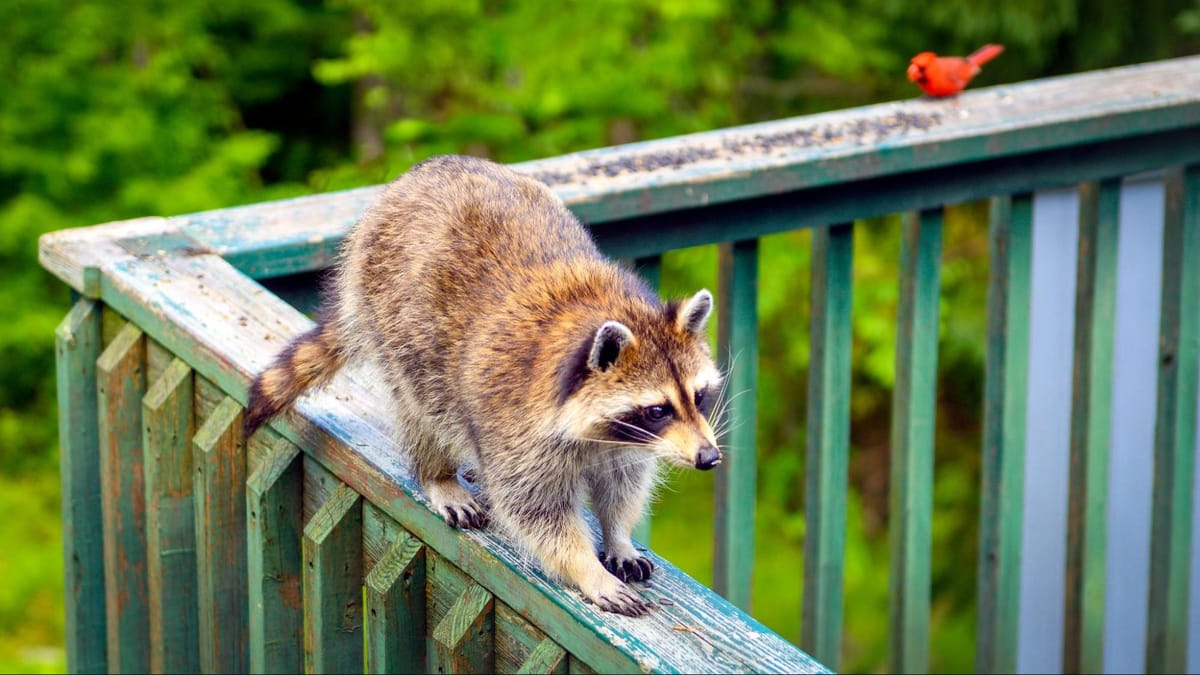 Backyard Animal Poop Identification Guide (With Photos)