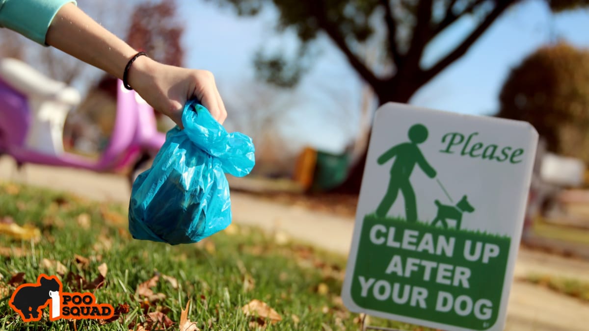 Are Bacteria in Dog Poop Dangerous? Health & Safety Guide