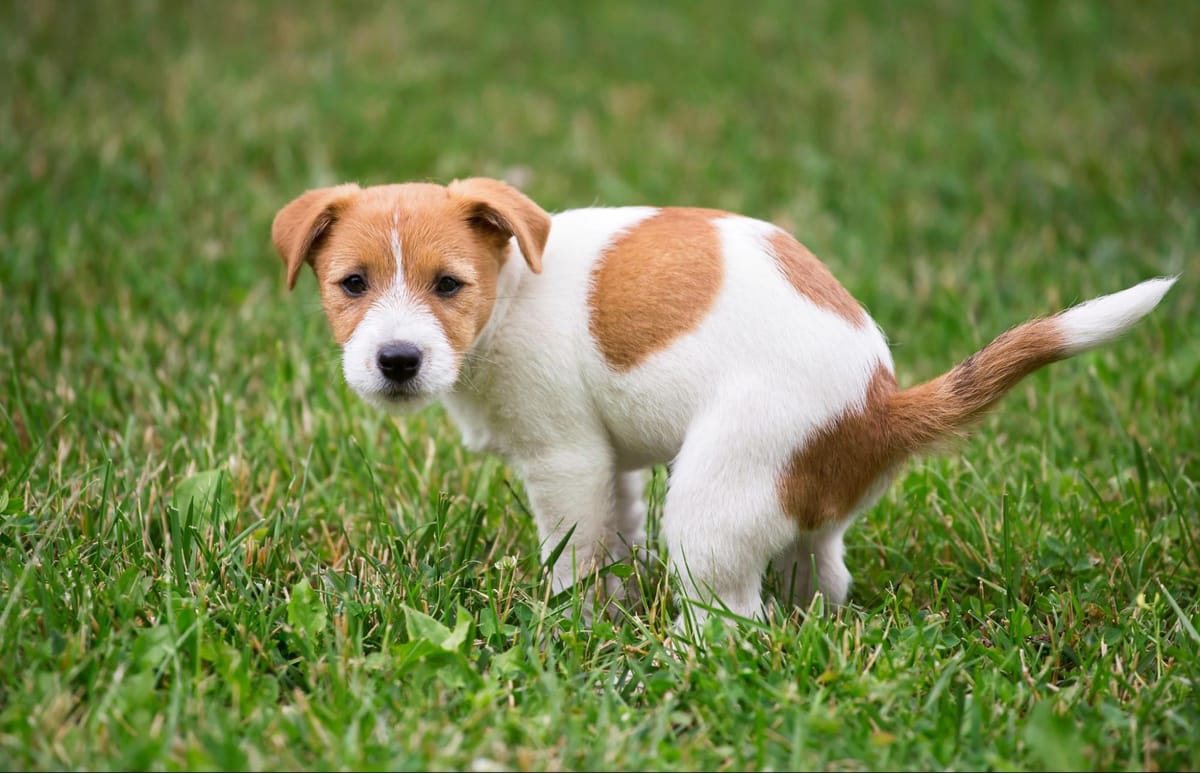 Black Dog Poop: Causes, Risks & When to Call the Vet