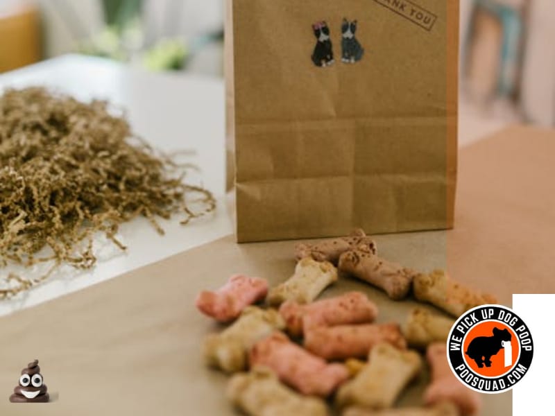 Can You Compost Dog Poop Safely? What Most People Get Wrong