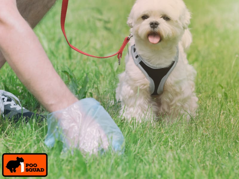 Can You Put Dog Poop in Yard Waste? Safe Disposal Tips