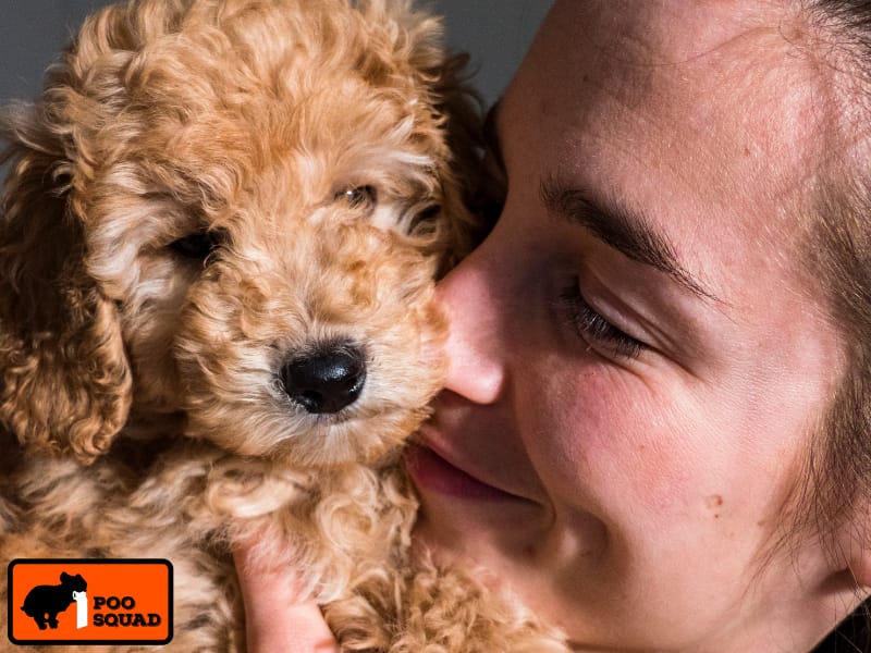 Health Hazards of Dog Poop in the House | Poo Squad