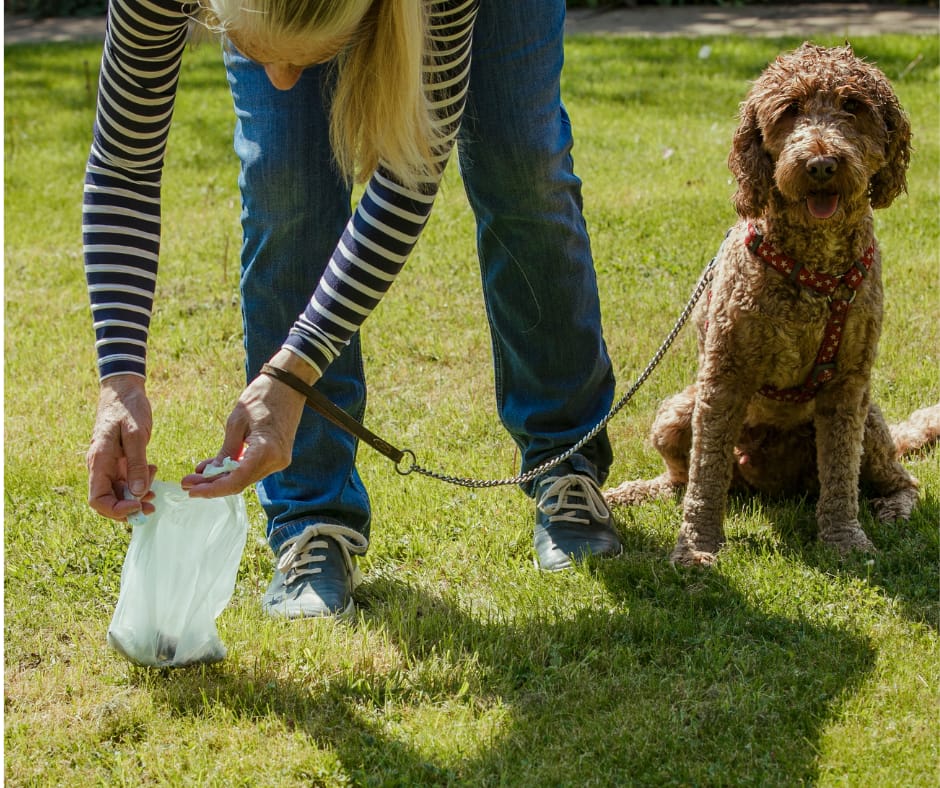 Dark Brown Diarrhea in Dogs: Causes & When to See a Vet