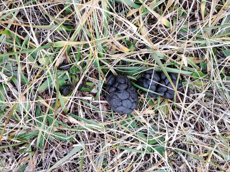 deer droppings