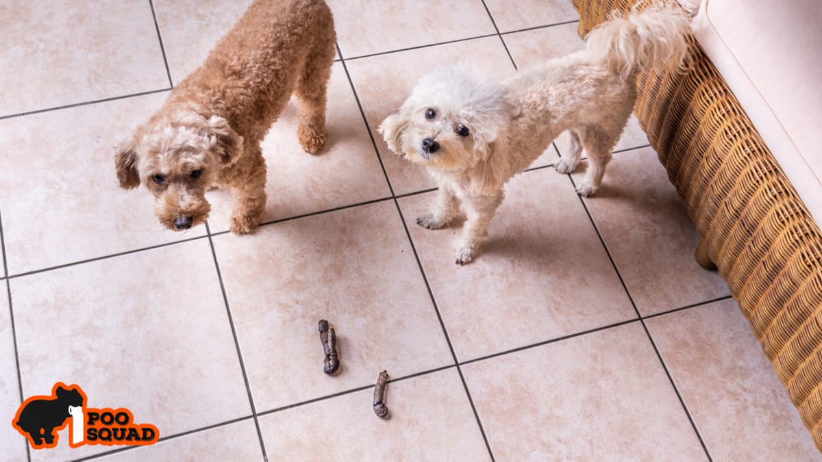 Dog Ate Poop and Vomited? What to Do Fast