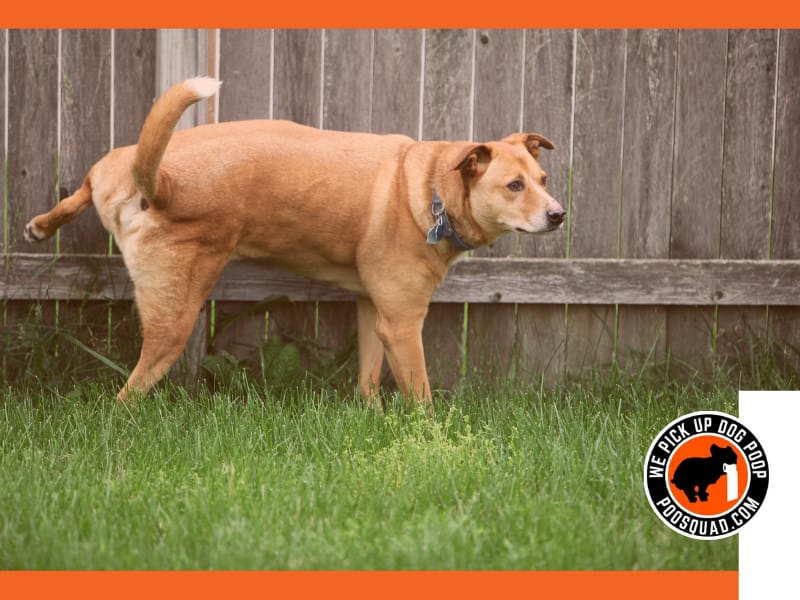 Why Dog Pee Kills Grass & How to Fix It | Poo Squad