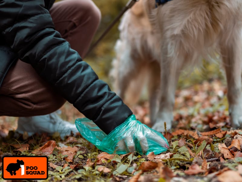 How Long Does Dog Poop Bacteria Last in Your Yard?