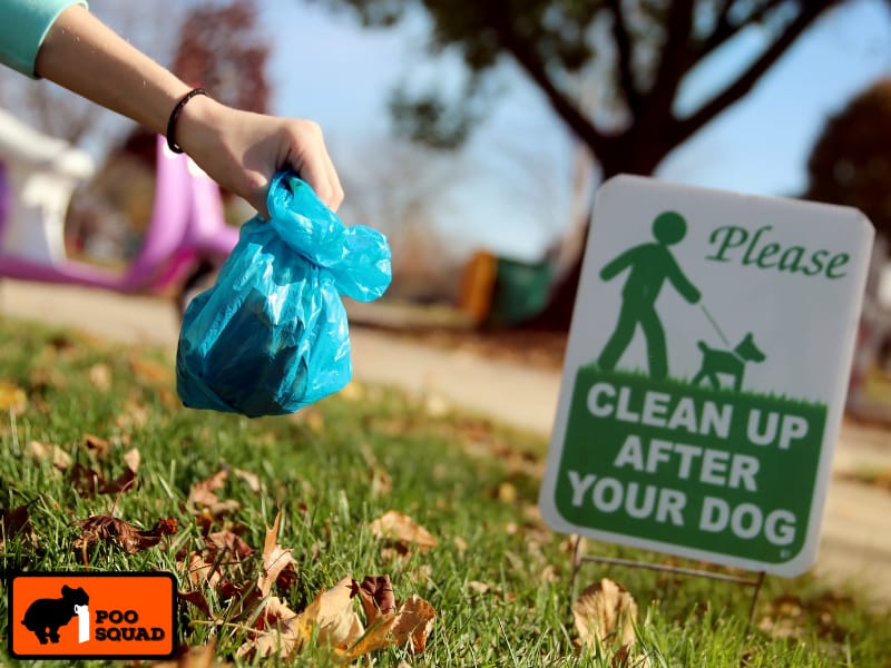 Why Ignoring Dog Poop Can Cost You Big, Health & Fines