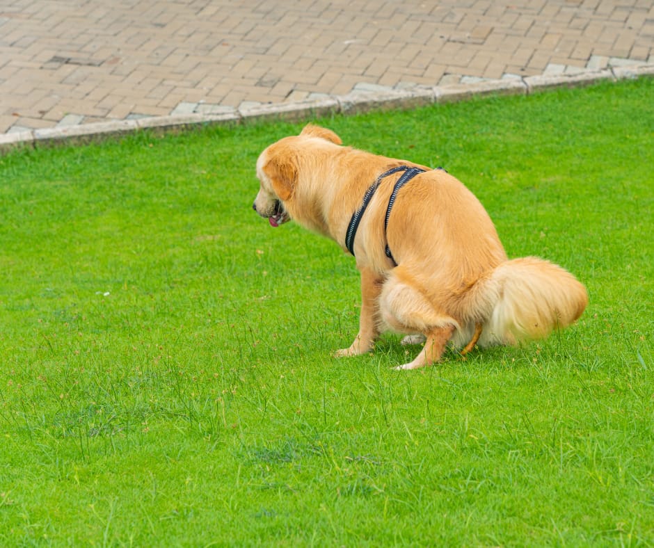 Dog Poop in Yard? Cleanup, Safety, and Prevention Tips
