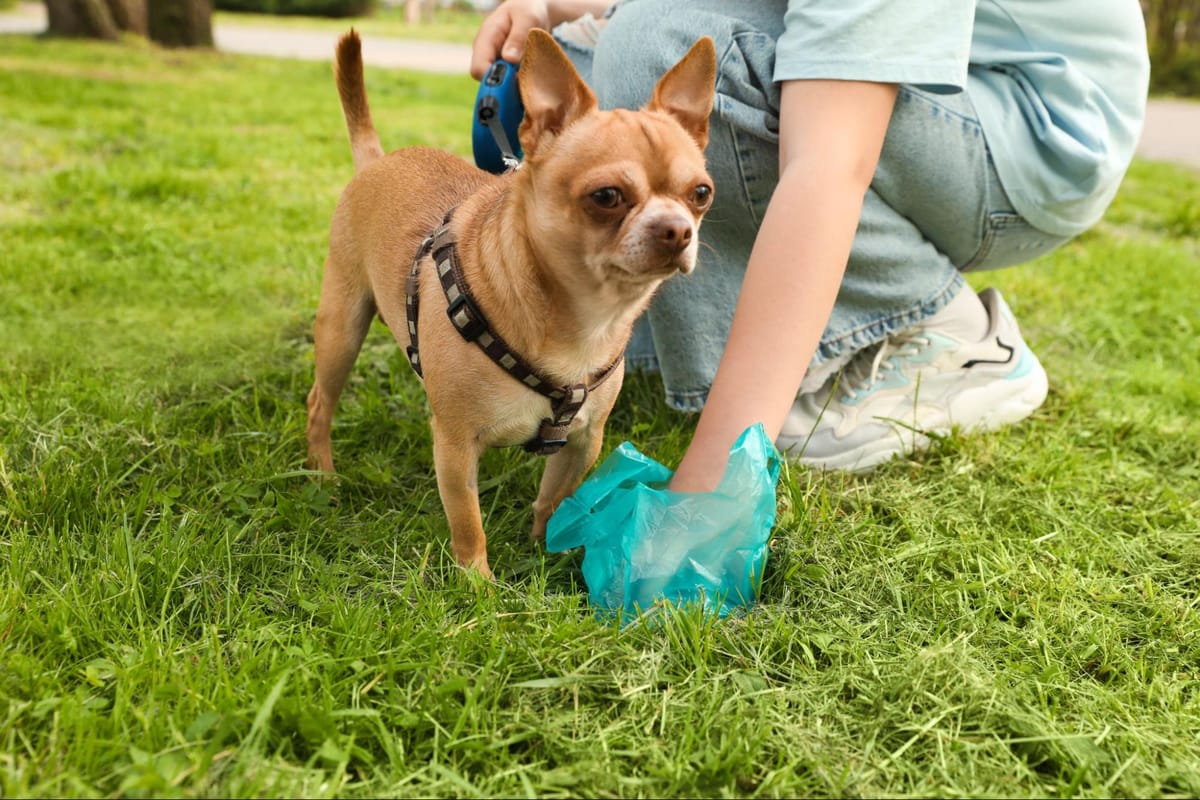 Dog Poop Meaning: What Your Dog’s Poop Says About Health