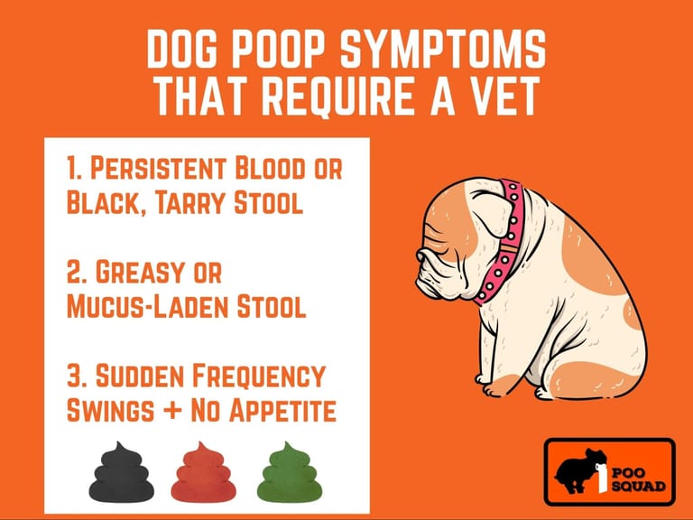 dog poop symptoms require vet