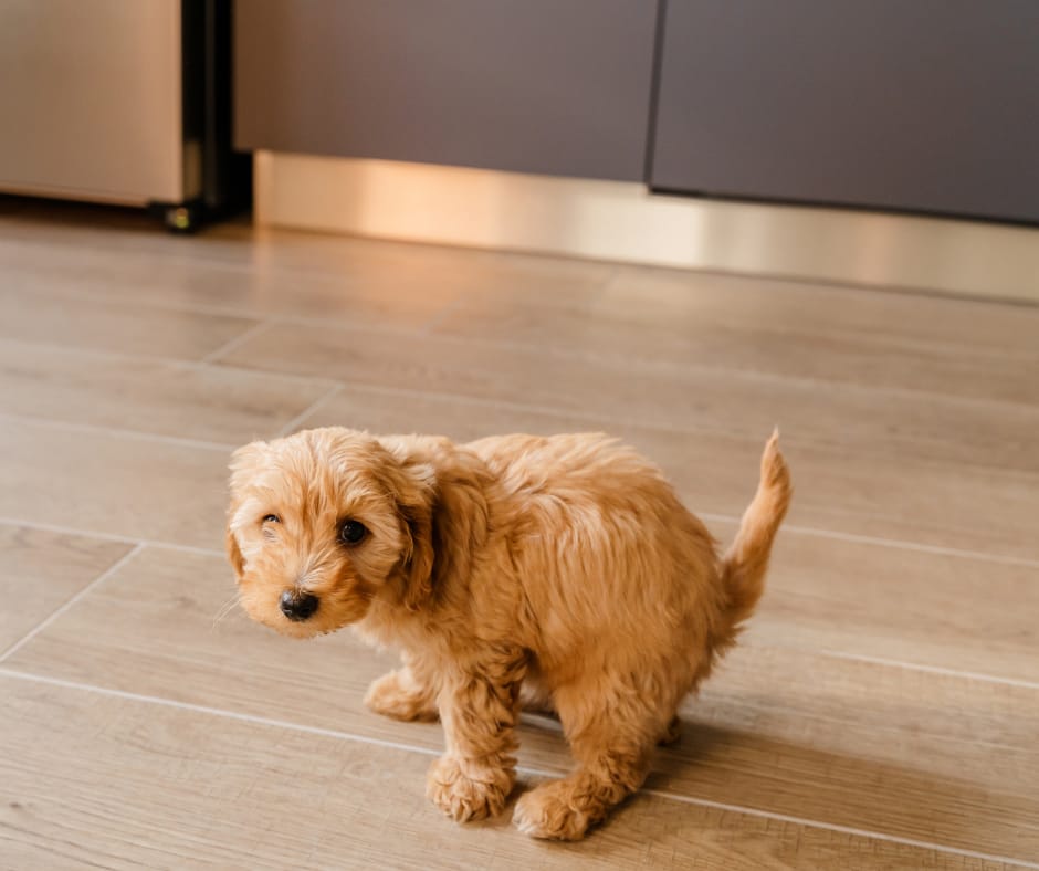 Watery Dog Poop? Causes, Fixes & When to Call the Vet