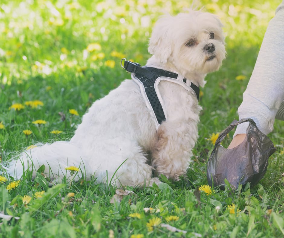 Why Your Dog’s Poop Is Always Soft, But Not Diarrhea
