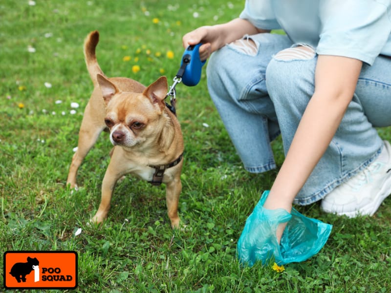 Dried Dog Poop Dangers: Health & Yard Risks Explained
