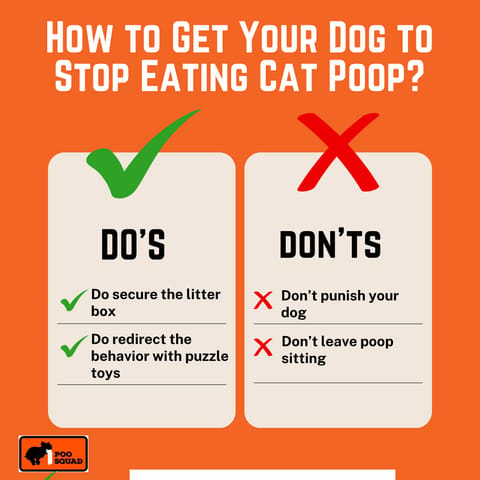 get dog stop eating cat poop