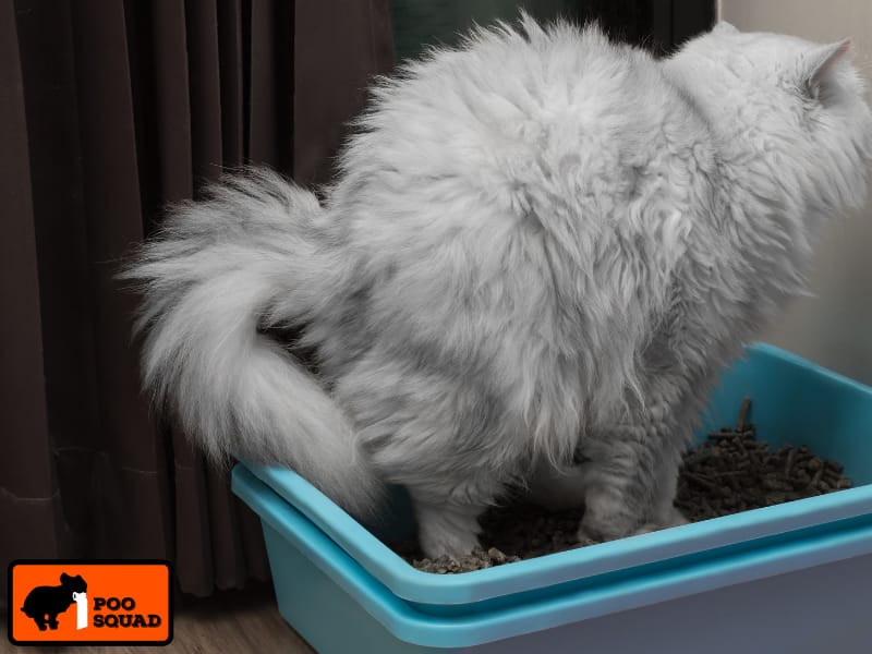 How to Get Poop Smell Off Dog Safely and Fast