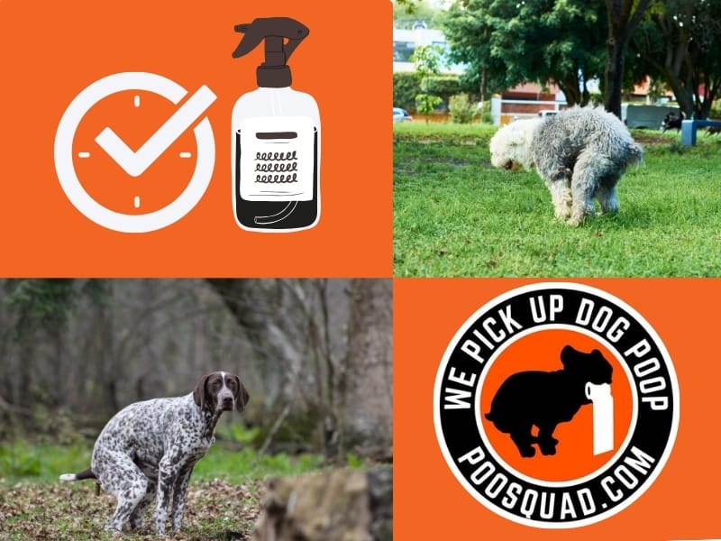 How to Eliminate Dog Poop Smell from Your Yard Fast