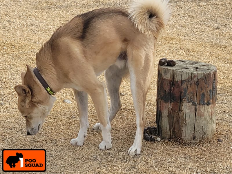 HOA Dog Rules: What Pet Owners Need to Know in 2025