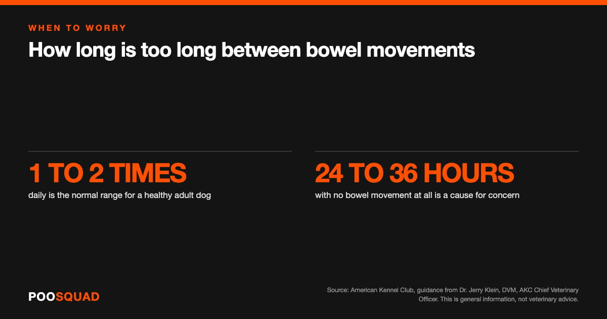 Infographic: one to two bowel movements a day is the normal range for a healthy adult dog, and 24 to 36 hours with no bowel movement at all is a cause for concern. Source: the American Kennel Club.