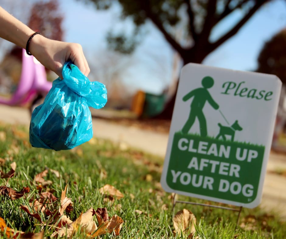 How Often Should a Medium Dog Poop? What’s Normal & Why