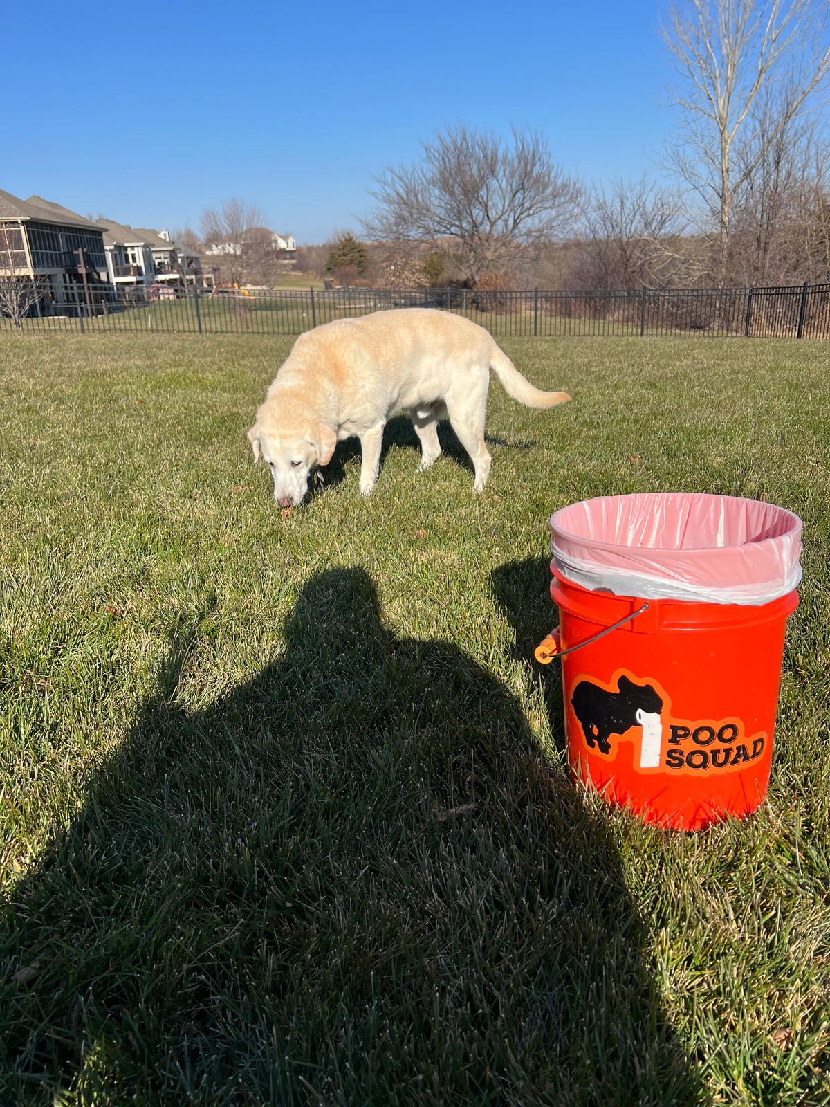 A yellow labrador sniffing the grass in a fenced suburban back yard, with an orange Poo Squad collection bucket beside it.