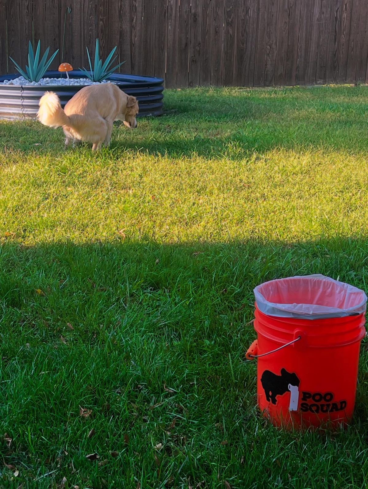 A golden retriever squatting on a back lawn beside a raised garden bed, with an orange Poo Squad collection bucket on the grass nearby.