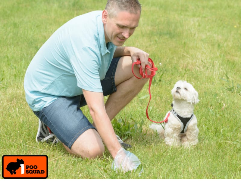 How Often Should You Pick Up Dog Poop in Your Yard?