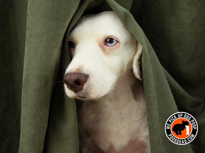 How to Calm a Dog During Fireworks | Firework Anxiety