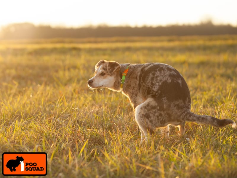 How to Decontaminate Soil from Dog Poop Safely?