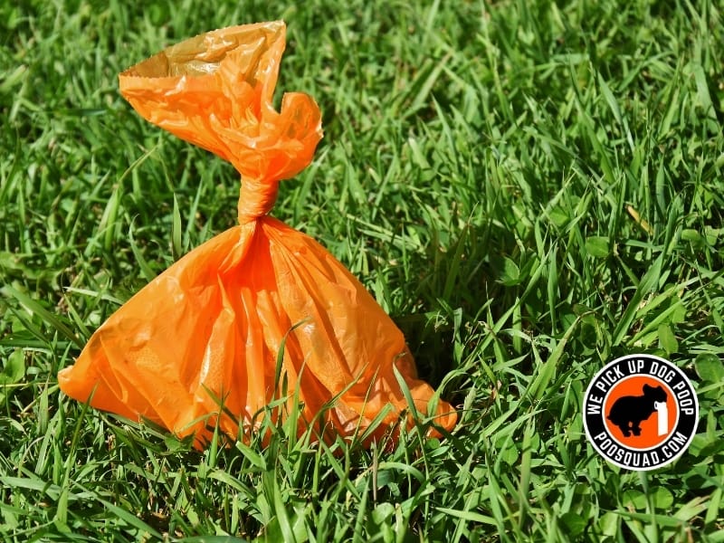How to Dispose of Dog Poop Safely and Legally