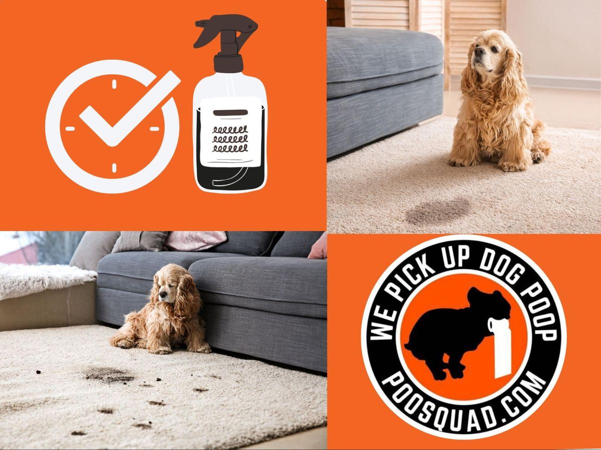 How to Get Dog Poop Out of Carpet Fast (No Stains, No Smell)