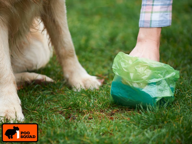How to Use a Pooper Scooper the Right Way, Step by Step