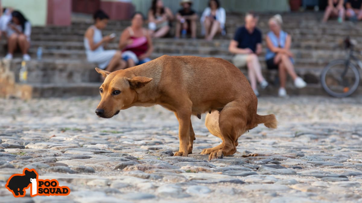 Is Dog Poop Biodegradable or Harmful Waste?