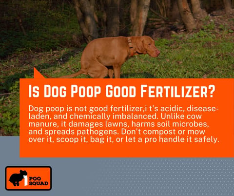is dog poop good fertilizer is dog poop good fertilizer