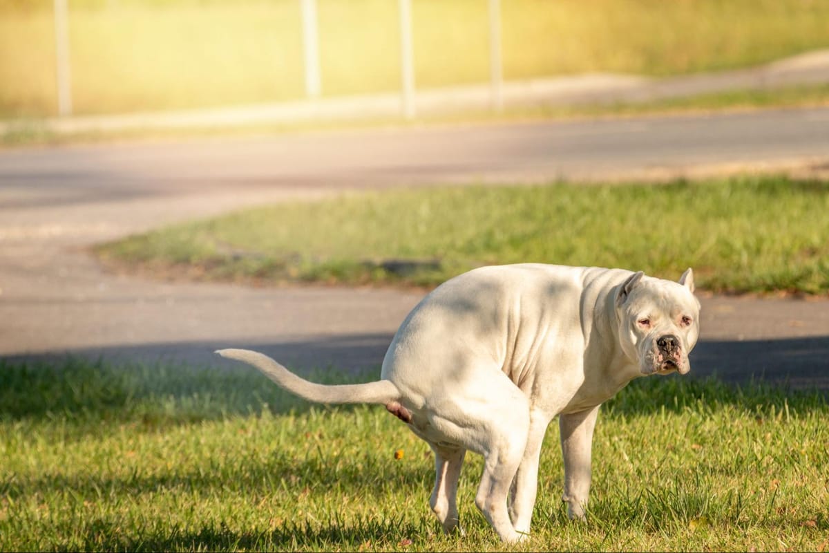 Is Dog Poop Good Fertilizer? Here’s the Dirty Truth