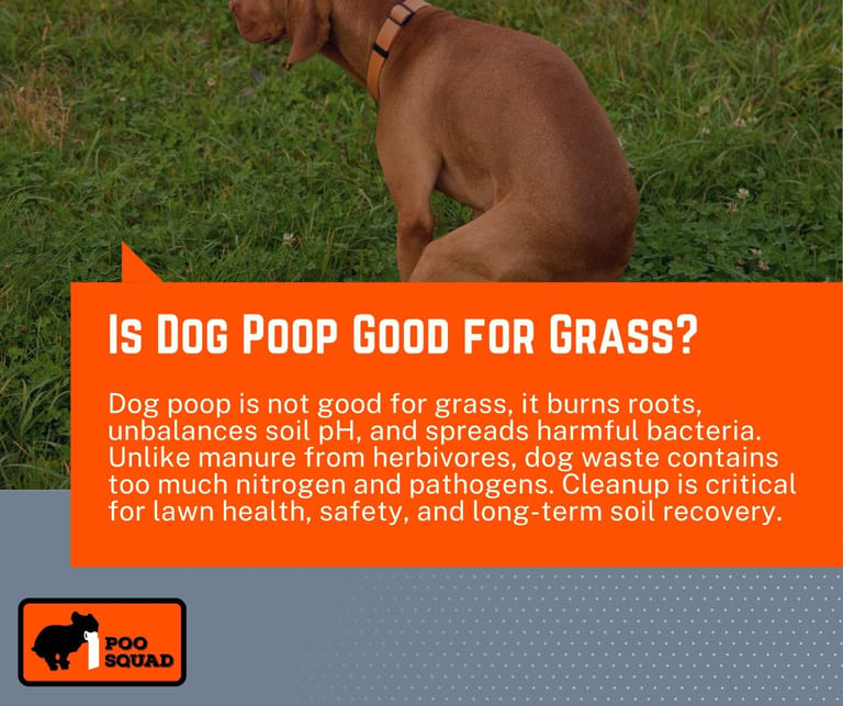 is dog poop good for grass