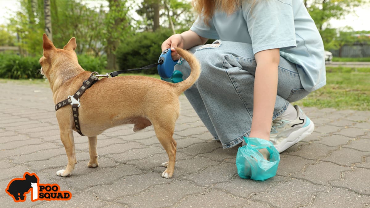 Is It Illegal to Not Pick Up Dog Poop? Laws, Fines & Risks