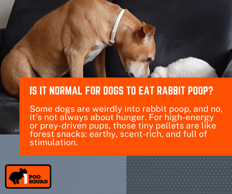 is it normal dog eat rabbit poop