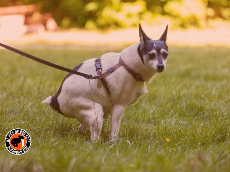 Is White Dog Poop Dangerous? What It Really Means