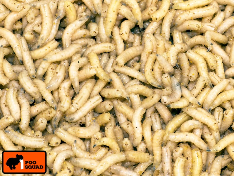 Maggots in Dog Poop? What It Means and How to Stop It