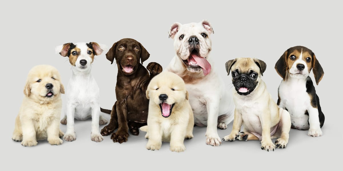 Pooper Scooper Service Shares What's Really Hiding In Dog Poop - Poo Squad