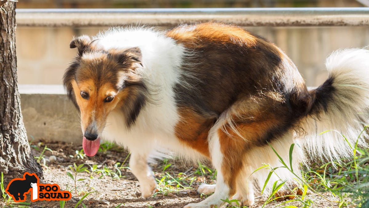 How to Report a Neighbor’s Dog Pooping in Your Yard