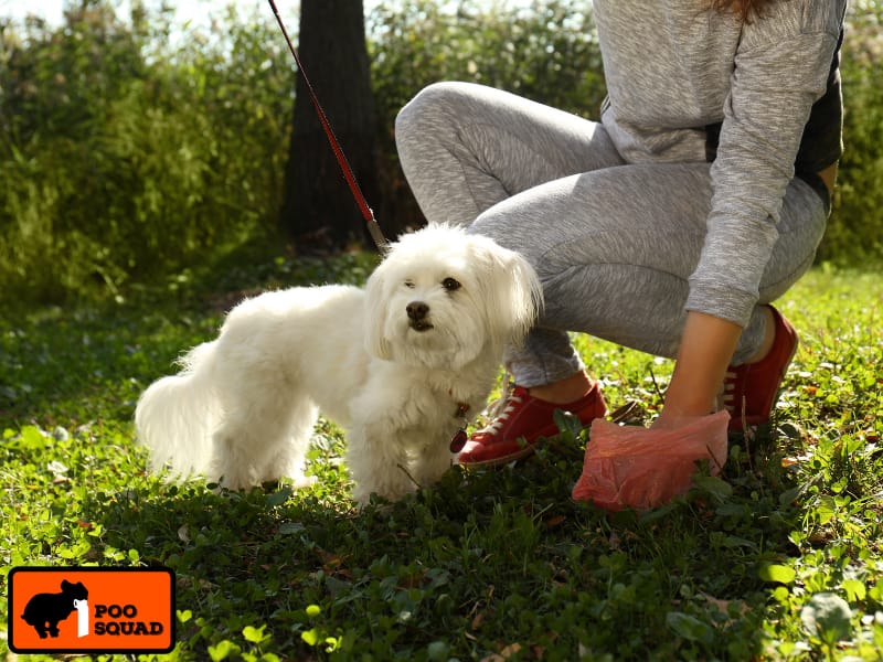Should You Pick Up Dog Poop in Your Yard? Yes, Here’s Why