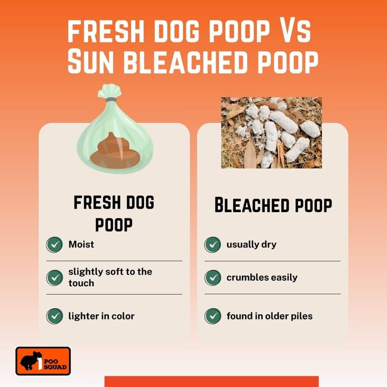sun bleached dog poop