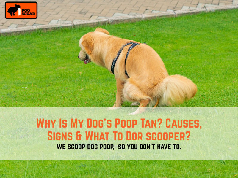 Why Is My Dog’s Poop Tan? Causes, Signs & What To Do