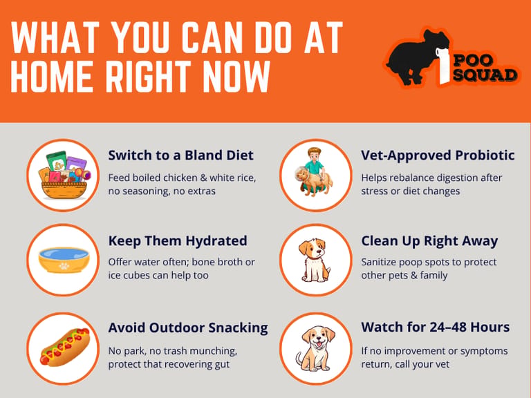 tips for watery dog poop